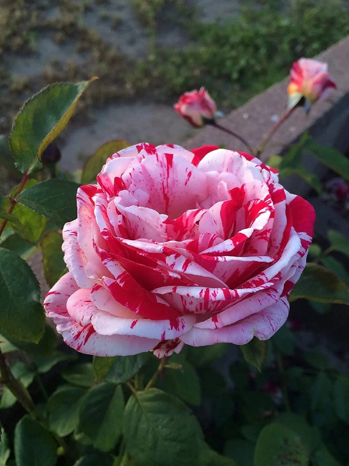 50PCS White Blood Rose Plant Flower Seeds Fragrant Garden Flower Perennial