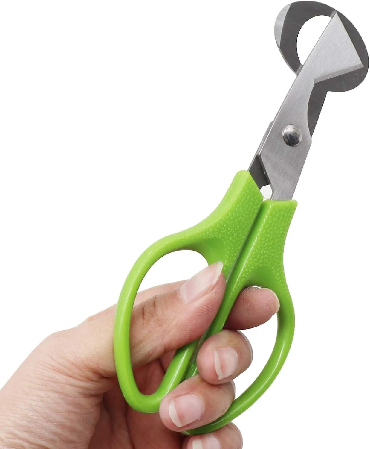Quail Roast egg scissors Cut eggshell scissors eggshell opening divider scissors