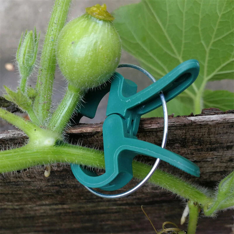 100PC LARGE PLANT & GARDEN CLIPS Support Tomato Vegetable Trellis Twine Ties