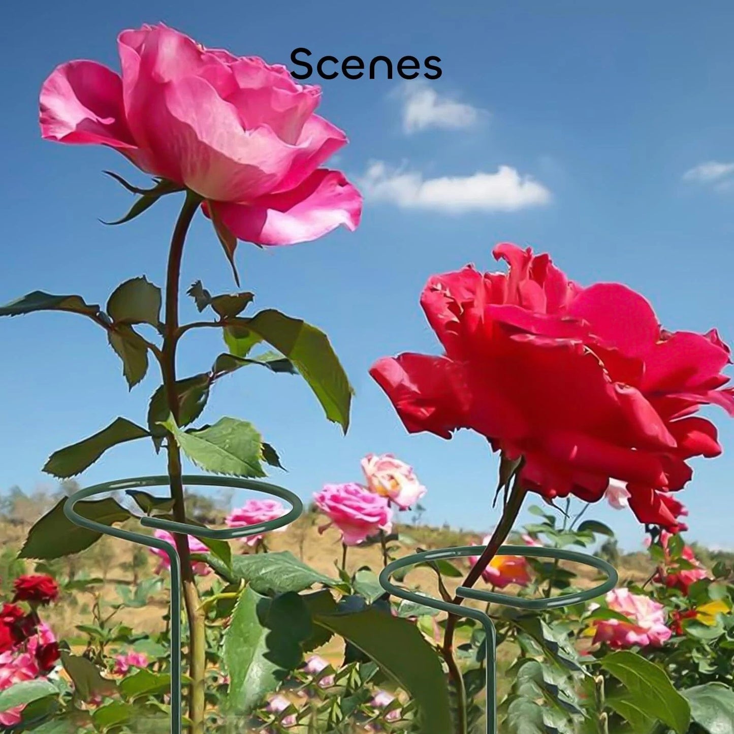 Plant Support Stakes with Plant Labels Garden Single Stem Flower Cage Support